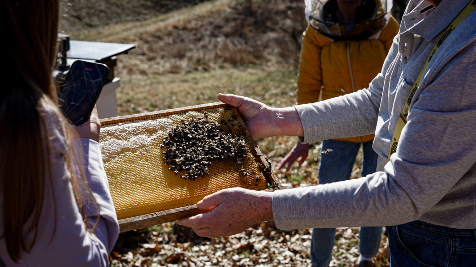Bienenpatenschaft - Eine Wabe voller Bienen